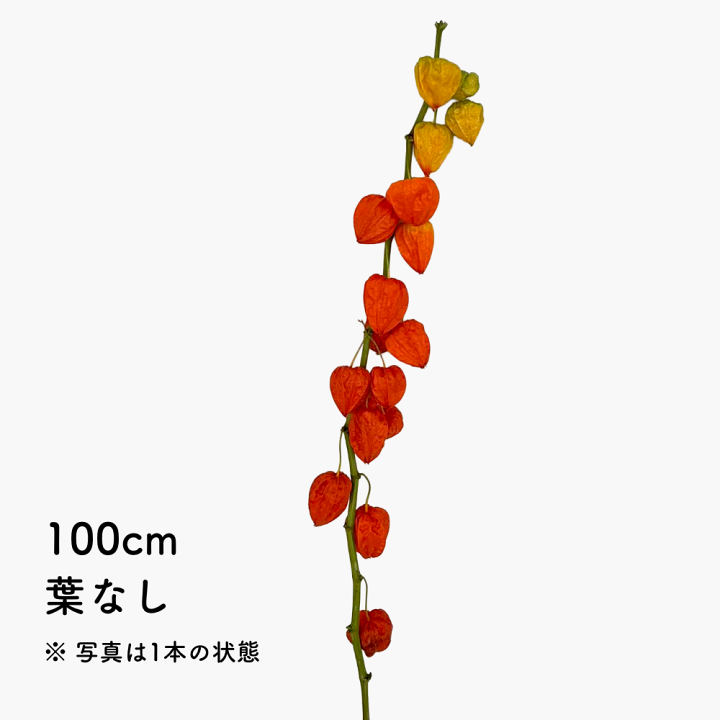 ほおずき　実　生花　100個 ほおずき 実 生花 100個 - メルカリ