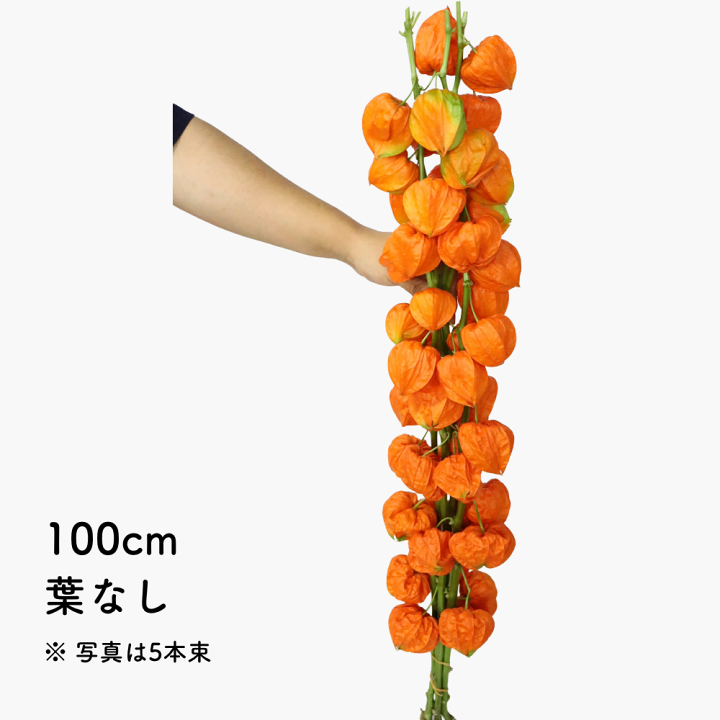 いで　『蓮』・『ほおずき』2点セット 楽天市場】【生花】ほおずき（ホオズキ・鬼灯） 50cm/100cm 葉