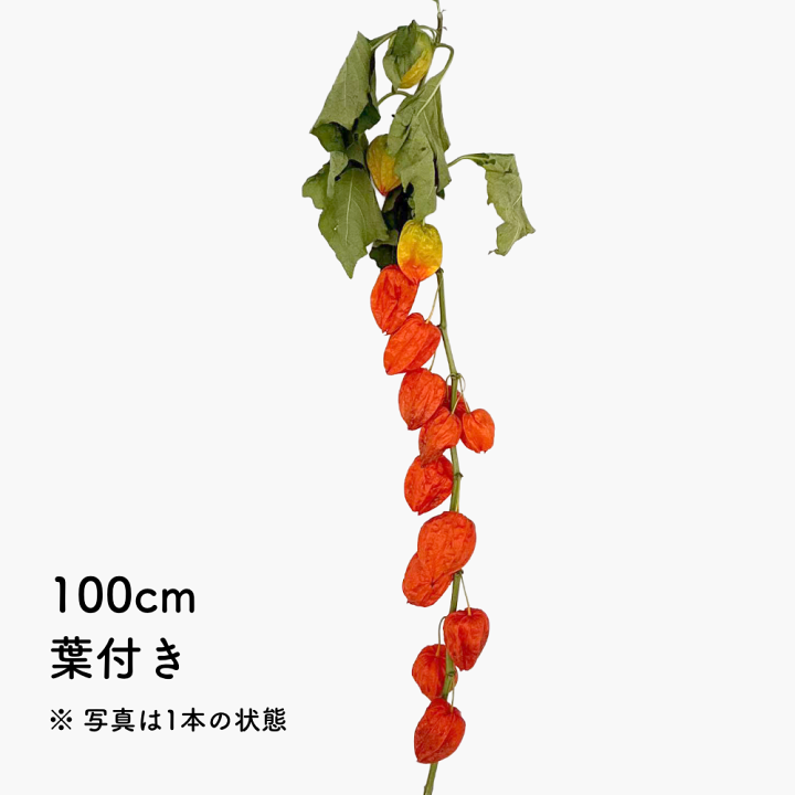 楽天市場】【生花】ほおずき（ホオズキ・鬼灯） 50cm/100cm 葉付き/葉