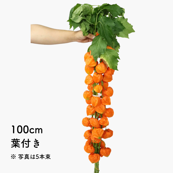 ほおずき　実　生花　100個 生花/予約】全農おおいた 実ほおずき秀(1ケース約100個入り)※届