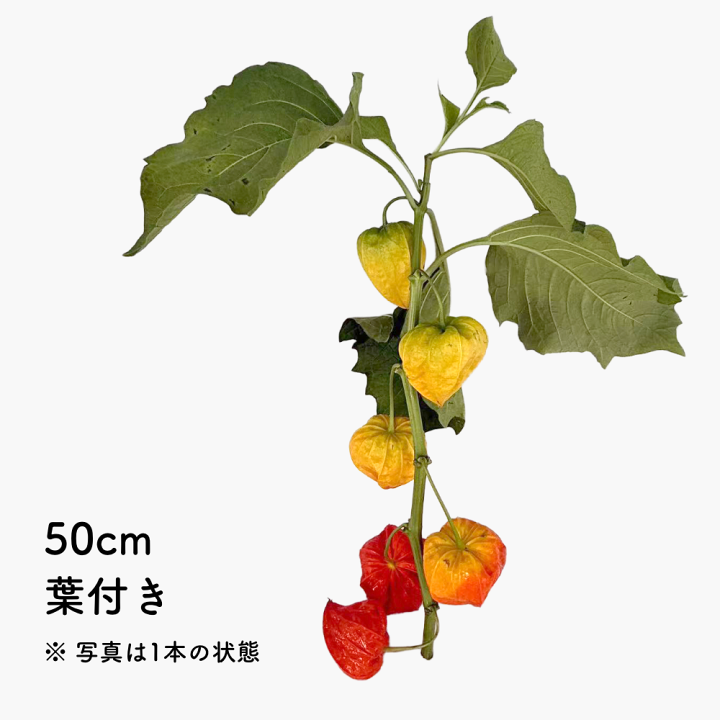 ほおずき　実　生花　100個 ほおずき 実 生花 100個 - メルカリ