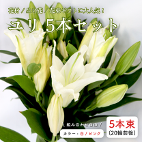 楽天市場】ユリ シベリアの通販