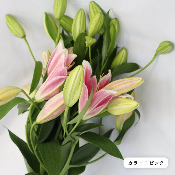 楽天市場】ゆり切り花 5本セット 色が選べる 大輪系 国産ユリ 白ユリ