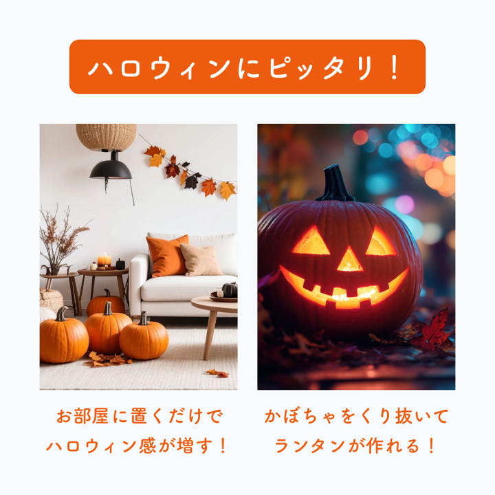 楽天市場】【生花】特大カボチャ オータムゴールド 3Lサイズ