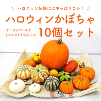 楽天市場】ハロウィン かぼちゃ 本物の通販