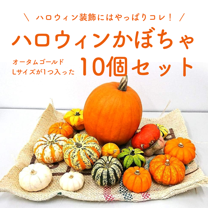 楽天市場】ハロウィンかぼちゃセット10個入（Lサイズのかぼちゃ1個入