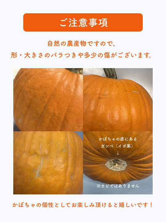 楽天市場】ハロウィンかぼちゃセット10個入（Lサイズのかぼちゃ1個入