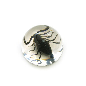 y[֕sz@^W{()yT\zHS1001 //b/W//RNV/u/fBXvC/Ȋw/CZNg/A/{/ċx/R//y[p[E