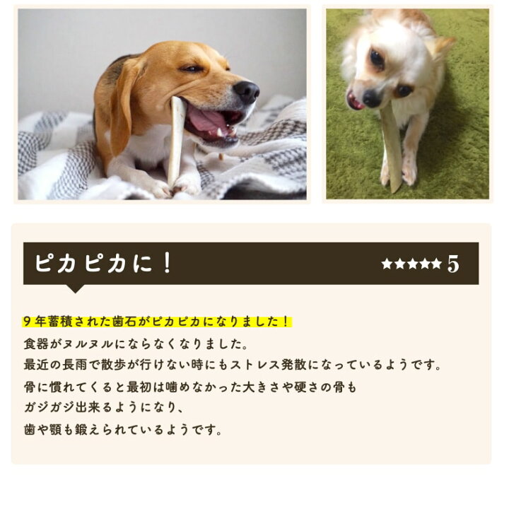 犬 歯石取り 1 2本 70g おやつ お買い物マラソン オヤツ サリダリ ストレス発散 リブボーン 中型犬 口臭 国産 大型犬 小型犬 歯石除去 歯磨きガム 無添加 牛あばらボーン １着でも送料無料 オヤツ