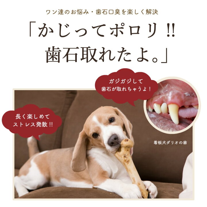 楽天市場 ドッグフード 犬 おやつ 無添加 国産 硬い 骨 豚ボーン 1本 アレルギー 歯石除去 歯磨き ハミガキ 口臭 デンタルケア 大きい骨 長持ち ガム ストレス発散 豚骨 豚の骨 小型犬 中型犬 大型犬 超大型犬 サリダリ 送料無料 犬の幸せ サリーとダリオ