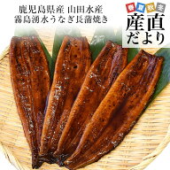 【土用の丑の日】ギフトにも最適！ 鹿児島県志布志産 山田水産 霧島湧水うなぎ 長蒲焼き 大サイズ4尾セッ…
