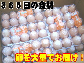 日常の食材 卵を大量でお届け 鶏卵 Lサイズ1箱20パック入