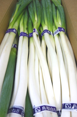 サラダや天ぷらに是非 柔らかく風味豊 鳥取県産 1箱3kg 白ねぎ 春の新作続々 往復送料無料