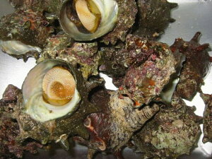 サザエ 殻付き 1kg (1個あたり約100g前後) チルド配送 日本海産(主に韓国産)