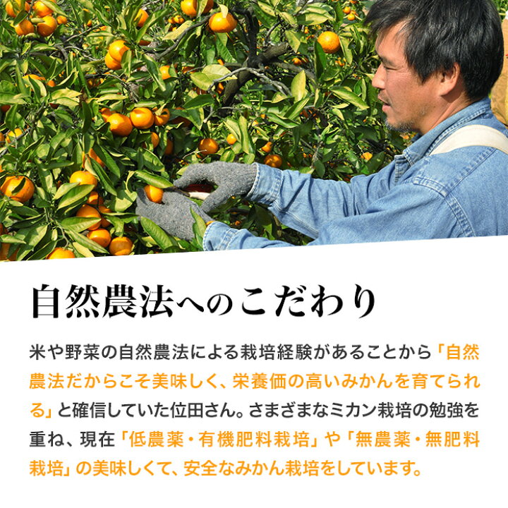 楽天市場 三ヶ日みかん 低農薬 有機肥料栽培 位田 いんでん さんちの 三ケ日みかん 早生 わせ 5kg S Lサイズ混合 静岡 三ケ日 静岡グルメ セレクトフードコパン