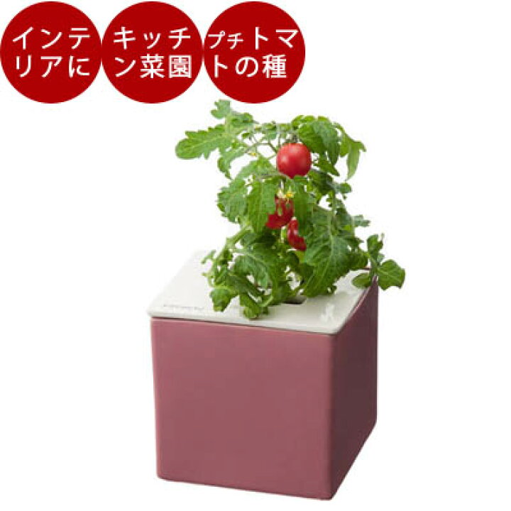 楽天市場 水耕栽培 キット おしゃれ 心知菜園 ピンク プチトマトの種付き 種 液肥付き 栽培 セット 簡単 家庭菜園 室内用 ミニトマト ハーブ 野菜栽培キット 室内 Tokilaboトキラボ楽天市場店