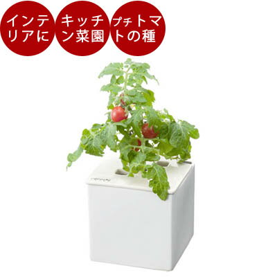 楽天市場 水耕栽培 ホームハイポニカ ホームハイポニカキット 心知菜園 Cocochisaien Tokilaboトキラボ楽天市場店