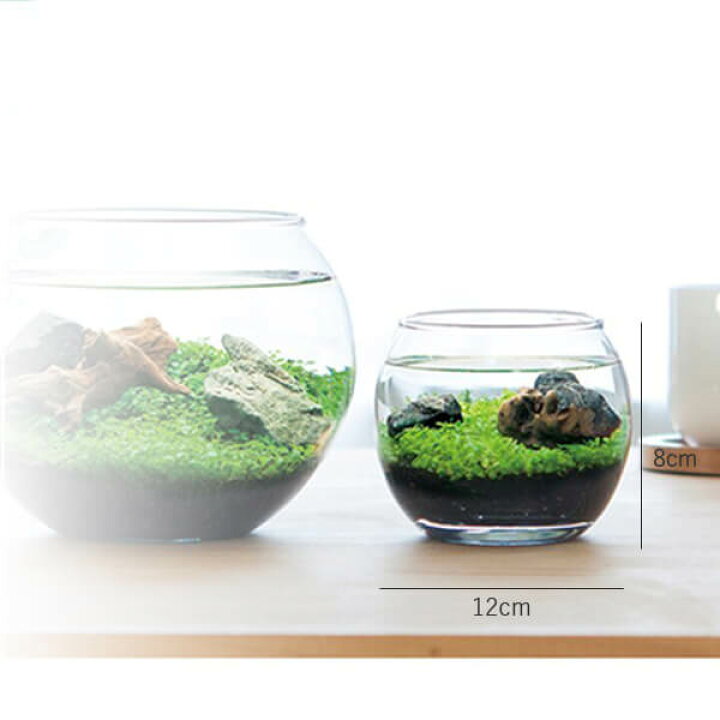 Water Plant