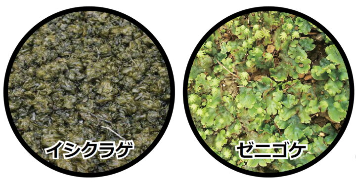 楽天市場 コケ類用 除草剤 キレダー水和剤 500g コケ 苔 対策 イシクラゲ ゼニゴケ 藻類 専用 日本芝 ベントグラス 芝草ドットコム商店