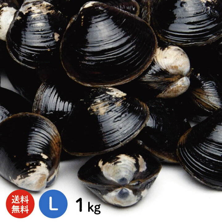 楽天市場 送料無料 宍道湖産 砂抜き済 冷凍しじみ Lサイズ1kg 1kg 1袋 1キロ 青森県 十三湖に並ぶ日本有数の漁獲量を誇る島根県 宍道湖より産地直送 国産 蜆 冷凍シジミ 大和しじみ 寒しじみ 土用しじみ 時短 しじみ汁 オルニチン 産直 お取り寄せ 父の日