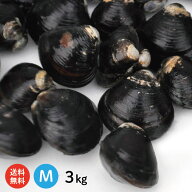 【送料無料】 宍道湖産 砂抜き済 冷凍しじみ Mサイズ3kg（1kg×3袋、3キロ）青森県・十三湖に並ぶ日本有…