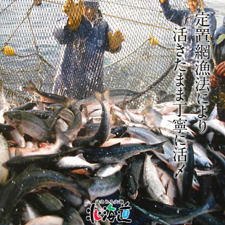 2261円 【数量限定】 鮭のお刺身 時鮭 ときしらず 刺身400g 送料無料