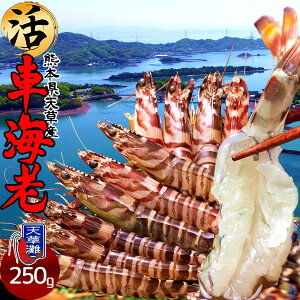 ԊCVm\11n܂ Ԃ 250gmML 8-12n炿 Vuh  N}Gr hg F{Y  xH Ԃ {B   