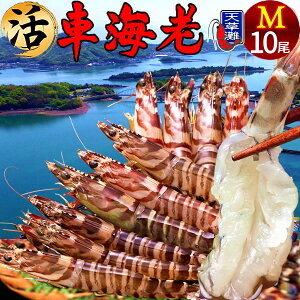 ԊCVm\11n܂ ԂъmML 10n炿 V ԃGr hg F{Y N}Gr   Hו xH Ԃ {B   