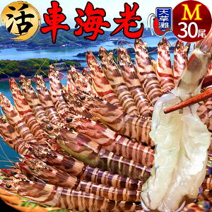 ԊCVm\11n܂ ԂъmML 30n炿 V ԃGr hg F{Y N}Gr   Hו xH Ԃ {B   