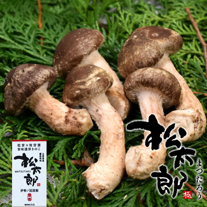 楽天市場】松太郎 きのこ【良品】300g（お試し不揃い）松茸×椎茸菌 