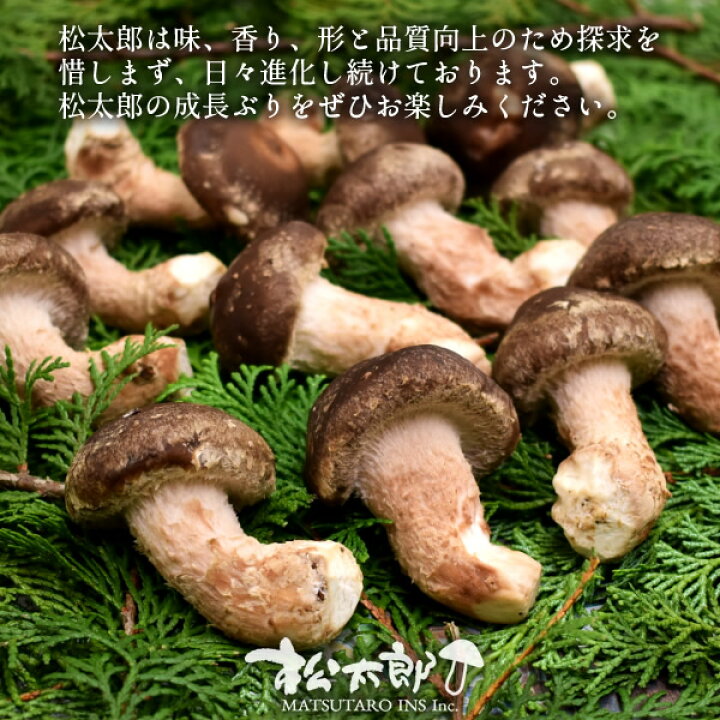楽天市場】松太郎 きのこ【良品】300g（お試し不揃い）松茸×椎茸菌 