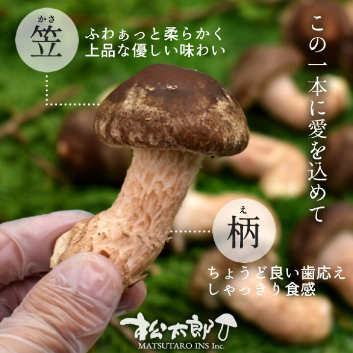 楽天市場】松太郎 きのこ【良品】300g（お試し不揃い）松茸×椎茸菌 