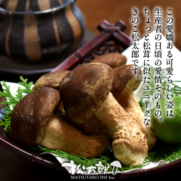 楽天市場】松太郎 きのこ【良品】300g（お試し不揃い）松茸×椎茸菌 