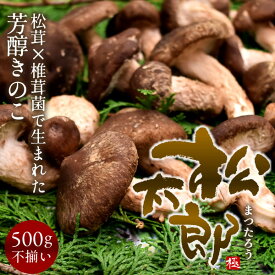 松太郎 きのこ［良品］500g（お試し不揃い）松茸×椎茸菌 芳醇キノコ まつたろう 訳あり マツタケ×シイタケ菌 原木 伊勢の国 日本 三重県産 茶碗蒸し 土瓶蒸し お取り寄せ おすすめ 産地直送 送料無料［お中元 夏の御中元ギフト］