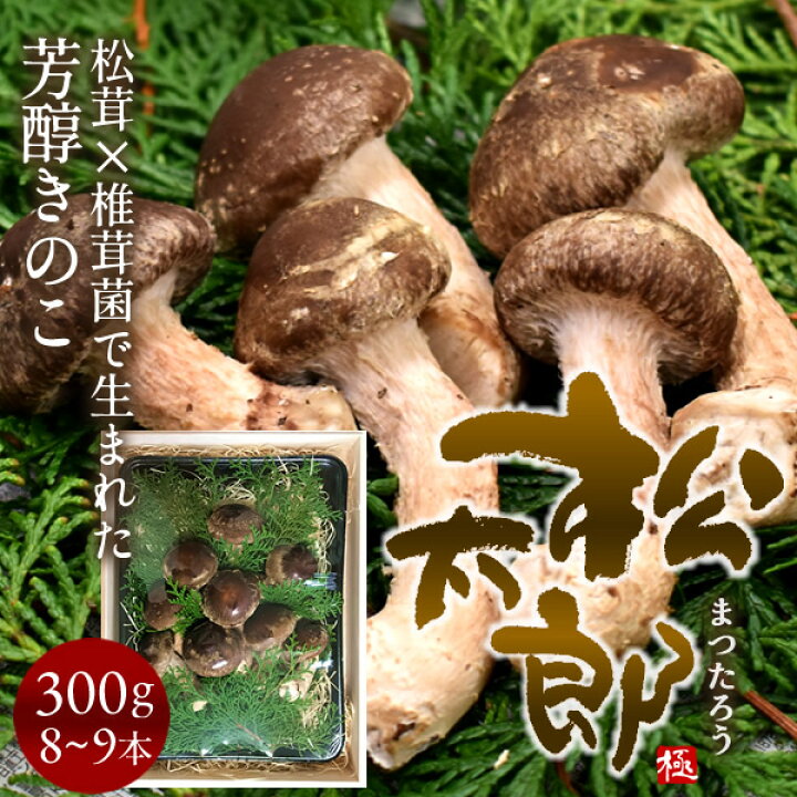 楽天市場】松太郎 きのこ［優品］300g（8〜9本）国産 松茸×椎茸菌 芳醇 