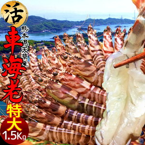ԊCV y2Lzm\11n܂ 1.5kgm36-42nԂ 炿 ԃGr hg F{Y V N}Gr   Hו xH Ԃ {B  Yn