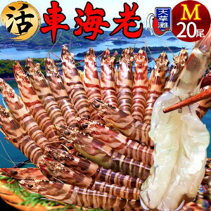 ԊCVm\11n܂܁mML 20nԂ 炿 ԃGr hg F{Y V N}Gr   Hו xH Ԃ {B  Yn  