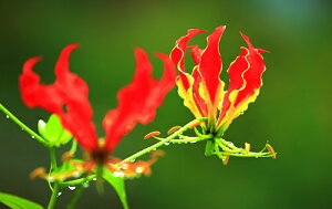 iʐ^ tHgJ[h  _   s@  i̎ʐ^ tHgOt@[ ʐ^uOITvyH[zySIESTAz