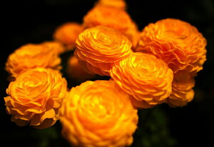 iʐ^ tHgJ[h  _   s@  i̎ʐ^ tHgOt@[ ʐ^uiLXvyH[zySIESTAz