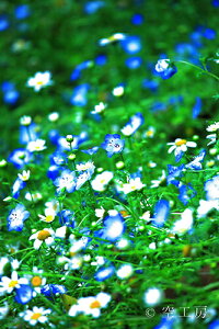 iʐ^ tHgJ[h  _   s@  i̎ʐ^ tHgOt@[ ʐ^uflowercolorvyH[zySIESTAz