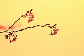風景写真 フォトカード 空 雲 星 月 飛行機 花 風景空の写真家 フォトグラファー 写真「桜」【空工房】【SIESTA】