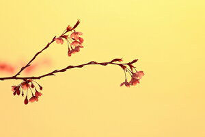 iʐ^ tHgJ[h  _   s@  i̎ʐ^ tHgOt@[ ʐ^uvyH[zySIESTAz