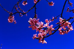 iʐ^ tHgJ[h  _   s@  i̎ʐ^ tHgOt@[ ʐ^uvyH[zySIESTAz