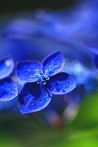 iʐ^ tHgJ[h  _   s@  i̎ʐ^ tHgOt@[ ʐ^uzԁvyH[zySIESTAz