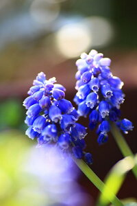 iʐ^ tHgJ[h  _   s@  i̎ʐ^ tHgOt@[ ʐ^uXJvyH[zySIESTAz