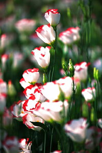 iʐ^ tHgJ[h  _   s@  i̎ʐ^ tHgOt@[ ʐ^uflowercolorvyH[zySIESTAz