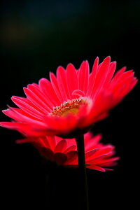 iʐ^ tHgJ[h  _   s@  i̎ʐ^ tHgOt@[ ʐ^uK[xvyH[zySIESTAz