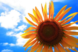 iʐ^ tHgJ[h  _   s@  i̎ʐ^ tHgOt@[ ʐ^uЂ܂sunflowervyH[zySIESTAz