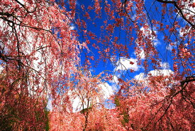 風景写真 フォトカード 空 雲 星 月 飛行機 花 風景空の写真家 フォトグラファー 写真「しだれ桜」【空工房】【SIESTA】