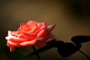 iʐ^ tHgJ[h  _   s@  i̎ʐ^ tHgOt@[ ʐ^uKNvuNC[GUxXvyH[zySIESTAz